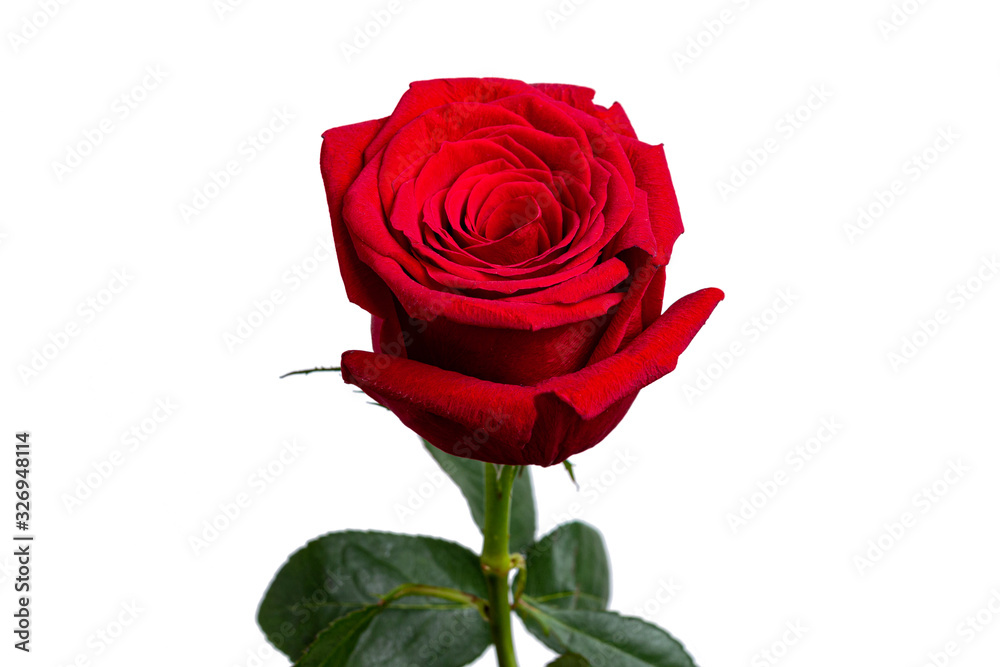 Red rose with leaves isolate on white. Greeting card template. Red rose with leaves isolate on white. Greeting card template.