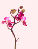 Purple Phalaenopsis orchid blossoms vintage style