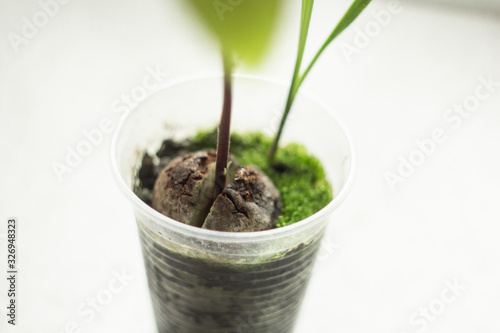 A young fresh avocado sprout with leaves grows from a seed in a pot. Selective focus. photo