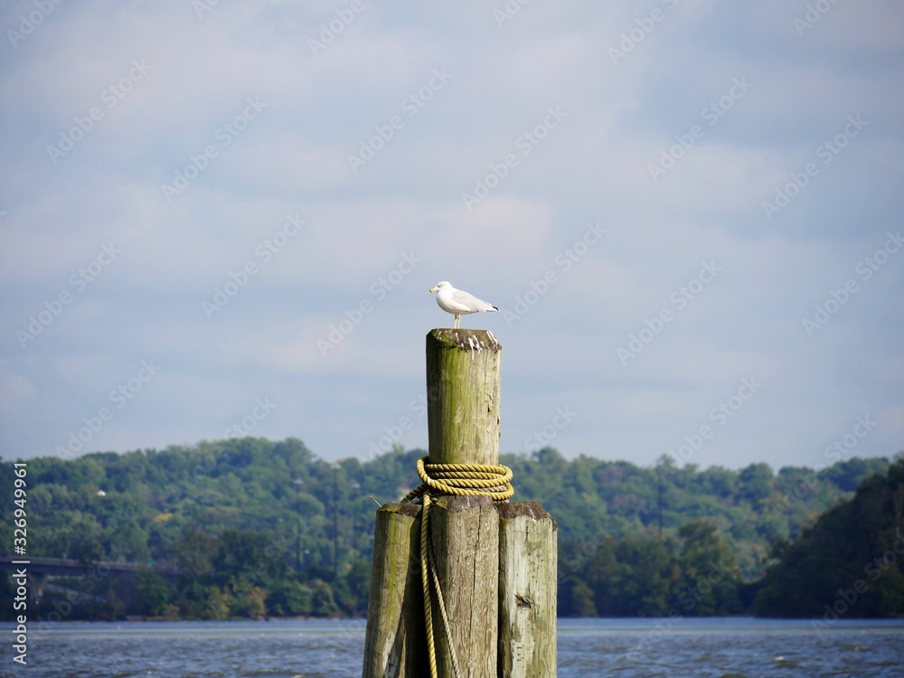 Wooden post in the harbor with a small white bird perched on top Wooden post in the harbor with a small white bird perched on top