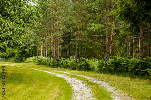 Old transport path in the middle of a forest