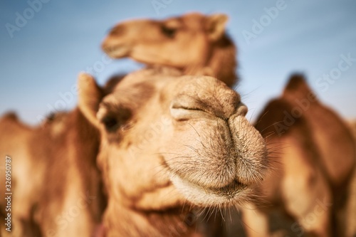 Stampa su tela Camels in desert