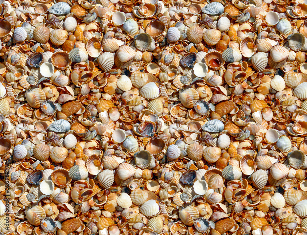 Sea shells as background. Seamless background of scattered seashells.