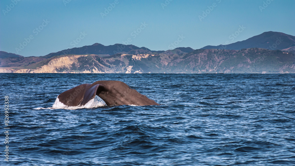 Fototapeta premium Whale watch in Kaikoura