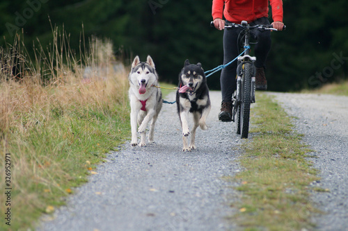 siberian husky bike team beim zughundesport im herbsttraining photo