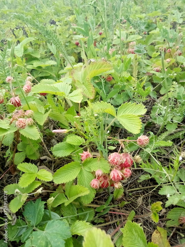 ripe forest wild srawberries in the forests photo