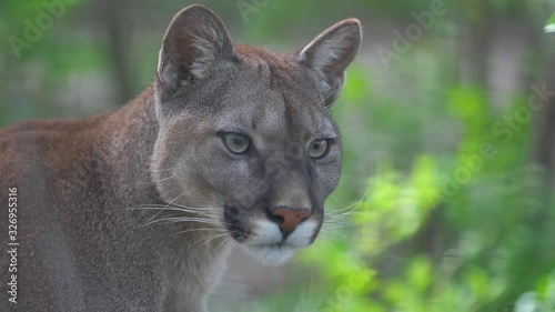 muzzle of the cougar against the background of green bushes close-up