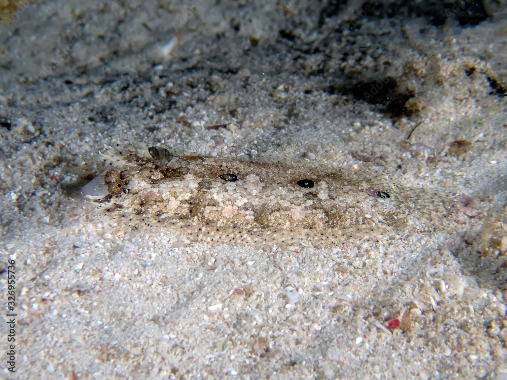 Three Spot Flounder (Samariscus triocellatus) Three Spot Flounder (Samariscus triocellatus)