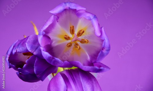 Fototapeta Naklejka Na Ścianę i Meble -  Purple tulips frame stock images. Purple tulips detail on a violet background. Spring floral decoration. Spring flower isolated on a purple background with copy space for text. Purple flower top view