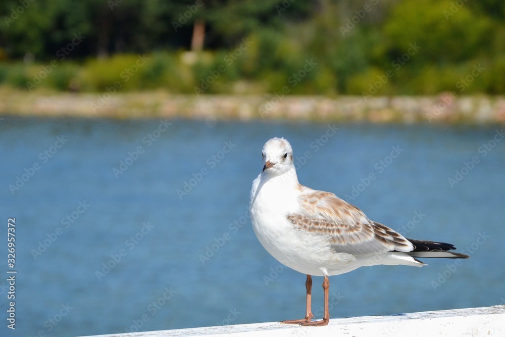 Single seagull (larinae) standing on the railing of the pier. Bird on a white balustrade with a blurred marine background. Single seagull (larinae) standing on the railing of the pier. Bird on a white balustrade with a blurred marine background.