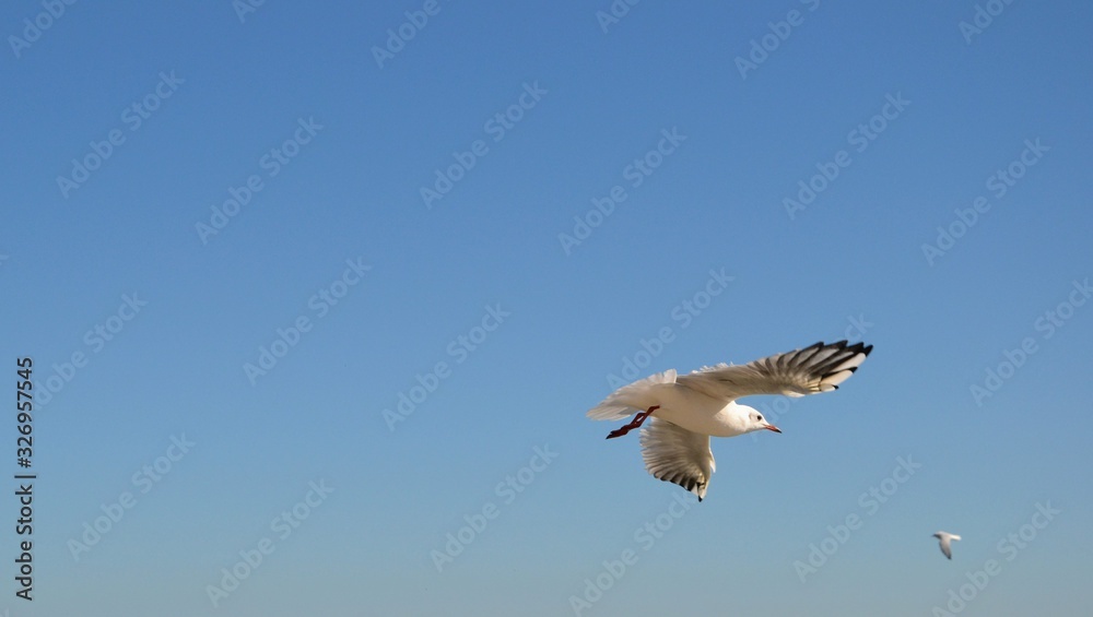 Obraz premium Single seagull (larinae) in the blue sky. Free copy space, place for text