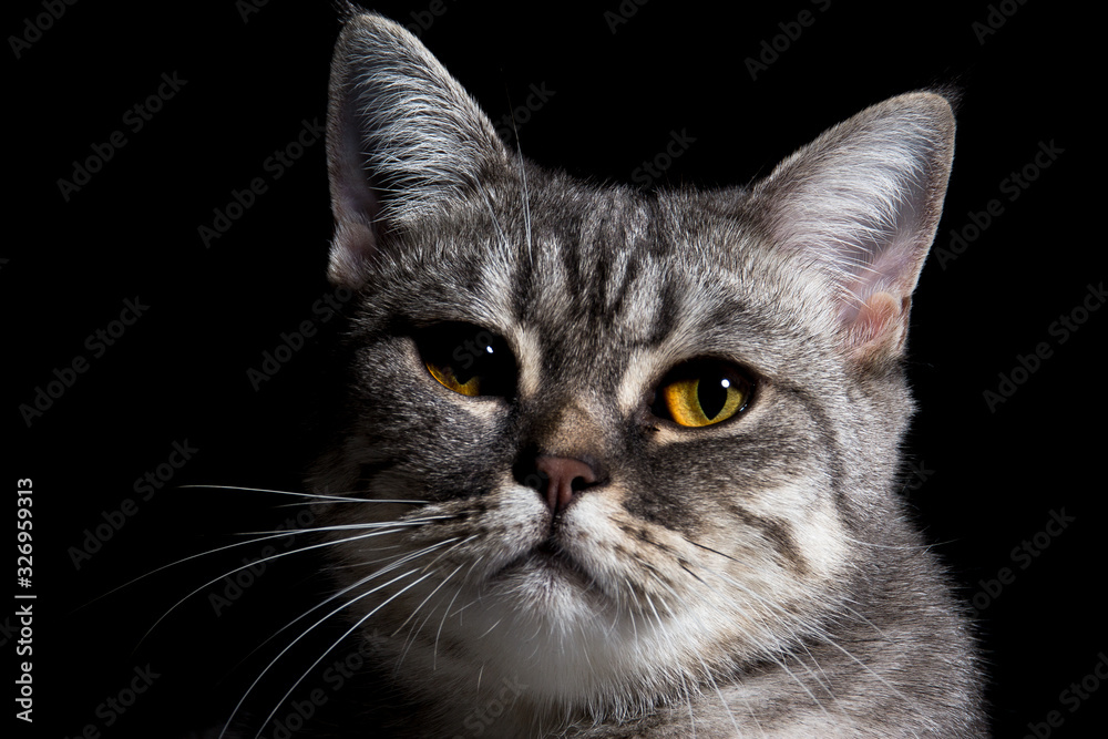 British shorthair cat on black background