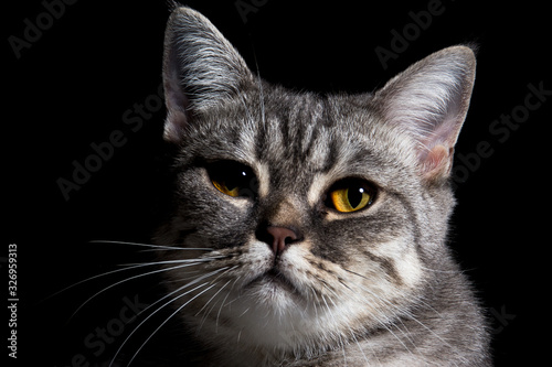 British shorthair cat on black background