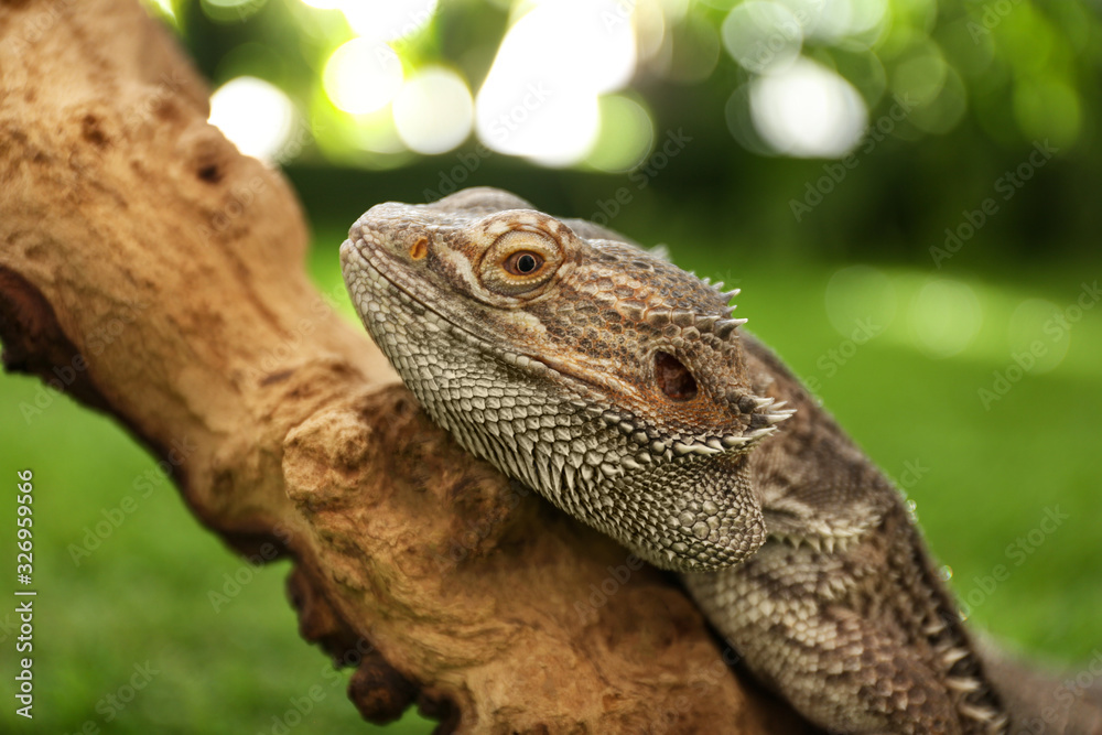 Fototapeta premium Bearded lizard (Pogona barbata) on tree branch, closeup. Exotic pet