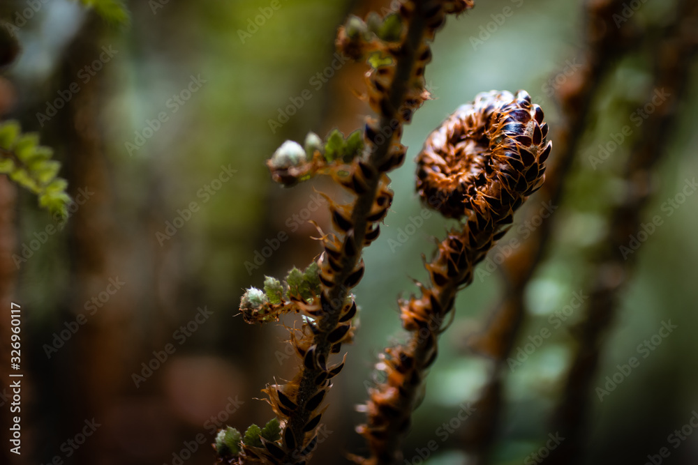 Fototapeta premium fern in forest