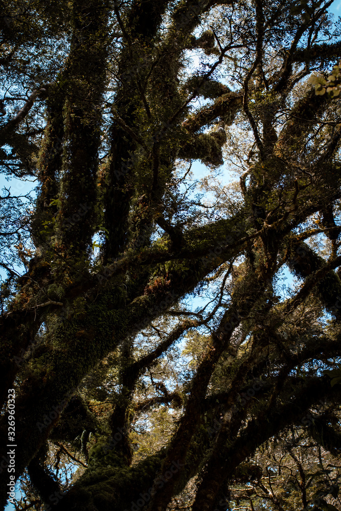 Obraz premium Tree in forest