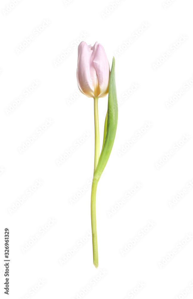 Beautiful tender spring tulip isolated on white Beautiful tender spring tulip isolated on white