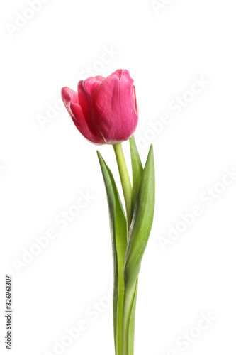 Beautiful tender spring tulip isolated on white