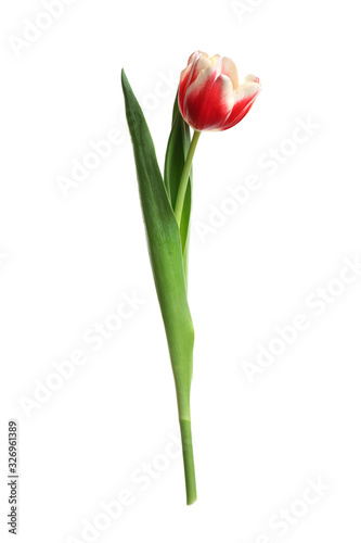 Fototapeta Naklejka Na Ścianę i Meble -  Beautiful tender spring tulip isolated on white