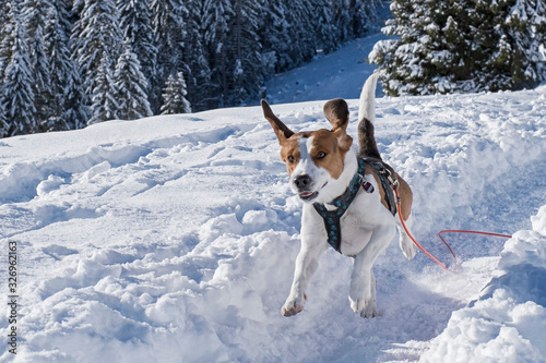Beagle auf dem Weg zum Fockenstein