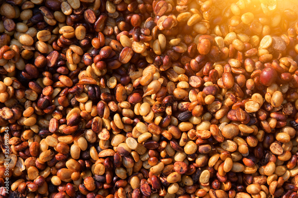 Close up, Arabica coffee berry .Coffee beans with hoeny process. Close up, Arabica coffee berry .Coffee beans with hoeny process.