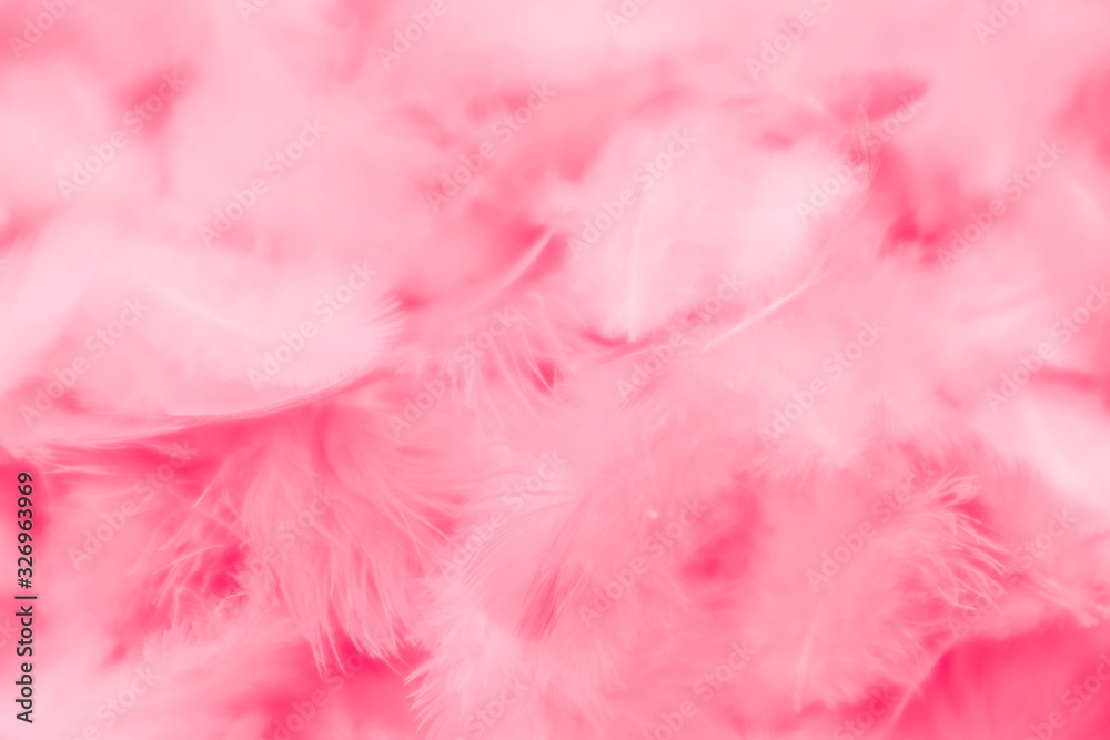 Beautiful abstract colorful black and red feathers on black background and soft pink feather texture on dark pattern and blue background, colorful feather, purple banners Beautiful abstract colorful black and red feathers on black background and soft pink feather texture on dark pattern and blue background, colorful feather, purple banners