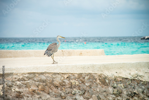 Seagull at the beach in the Maldives
