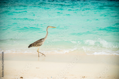 great blue heron on the beach