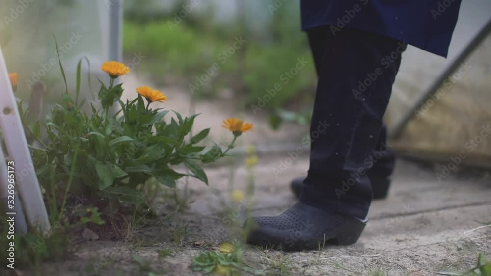 Woman chef picking organic aromatic herbs and edible flowers with scissors in a greenhouse. Helathy vegetarian food. Closeup on feet and hands. Agriculture, farming, organic vegetables.