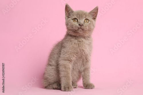 Fototapeta Naklejka Na Ścianę i Meble -  Scottish straight baby cat on pink background