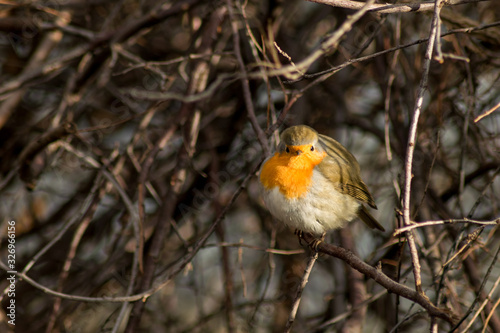 Robin bird sitting in wildlife 