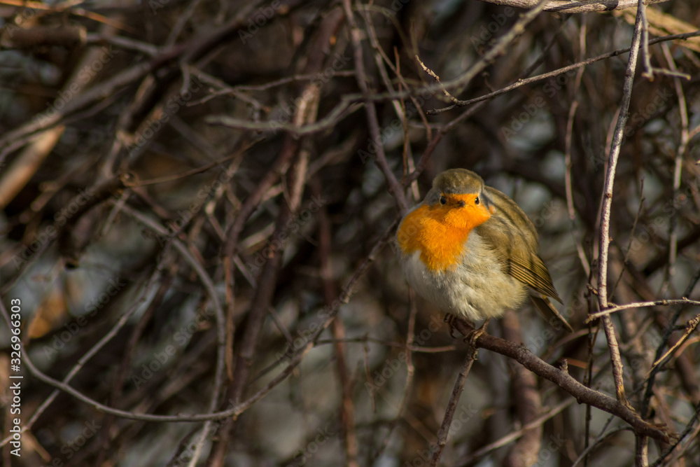 Robin bird sitting in wildlife 