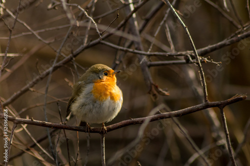 Robin bird sitting in wildlife  © Mihai