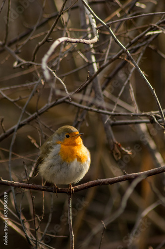 Robin bird sitting in wildlife  © Mihai