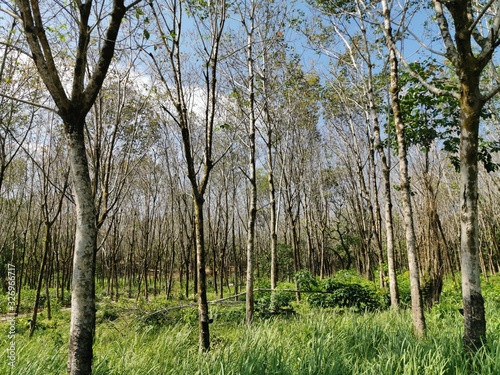 forest, tree, nature, trees, wood, landscape, green, spring, birch, autumn, pine, summer, leaf, grass, sky, park, trunk, woods, season, environment, leaves, sunny, branch, woodland, plant