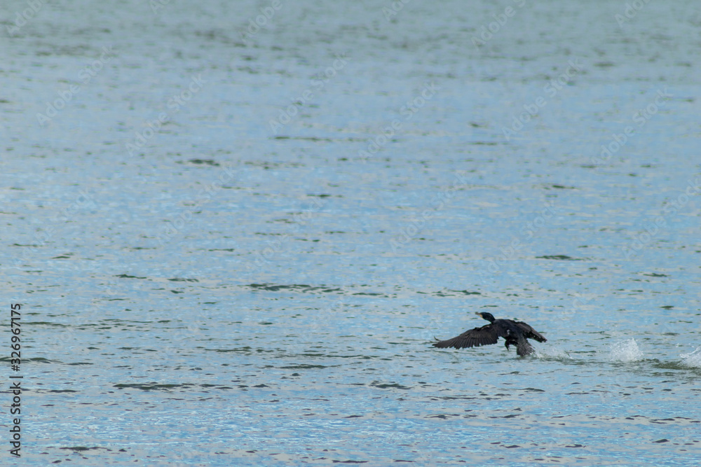 Cormorant fishing on the lake wildlife Cormorant fishing on the lake wildlife