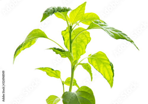 A bush of young hot pepper on a white isolated background. A small green edible plant. Seedlings