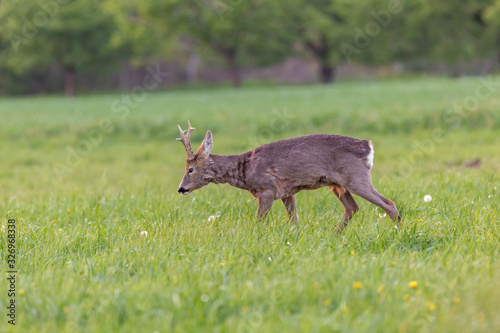 Fototapeta Naklejka Na Ścianę i Meble -  The European roe deer (Capreolus capreolus), also known as the western roe deer, chevreuil, or simply roe deer or roe, is a species of deer. Male European roe deer at the time of molting. 