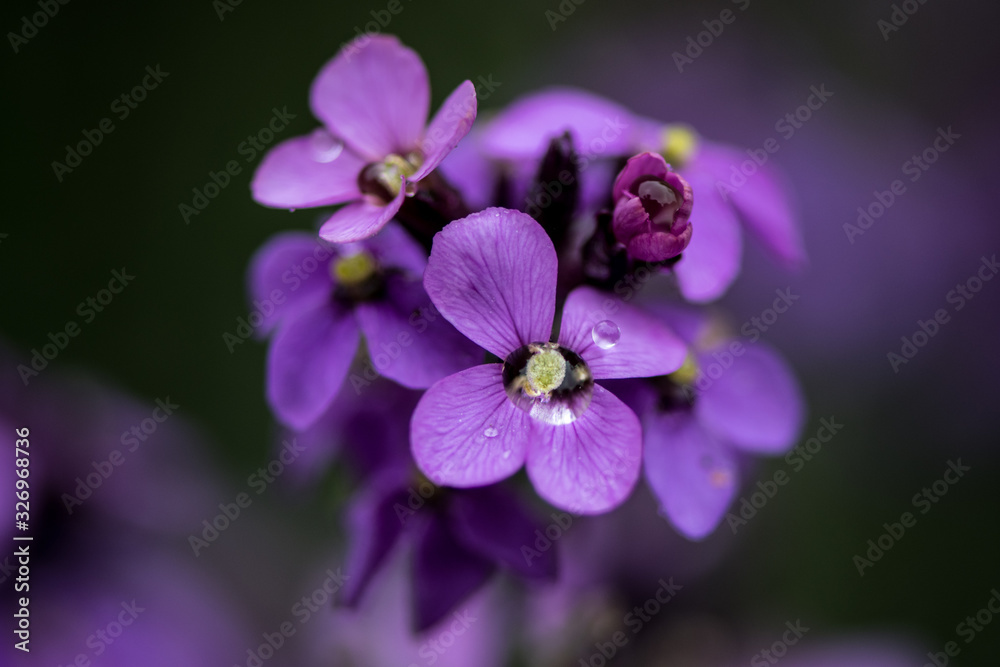 Purple flower Purple flower