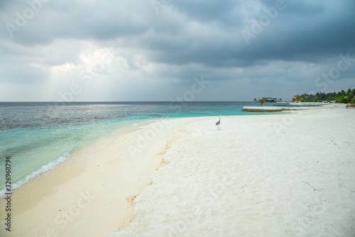 Tropical beach with a seagull on the sand