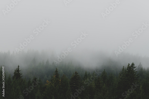 Fog over trees during Autumn season