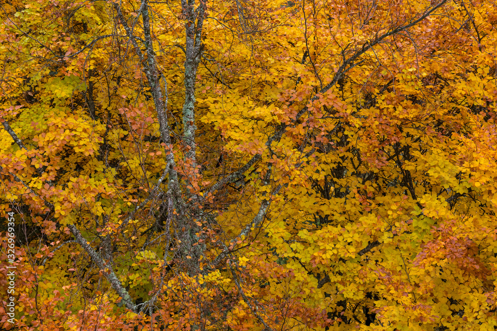 Autumn colors at Serra da Estrela