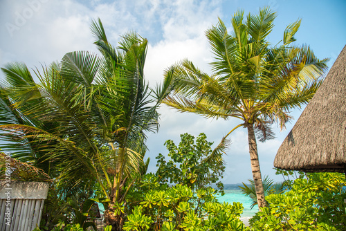 Beautiful palm trees next to ocean