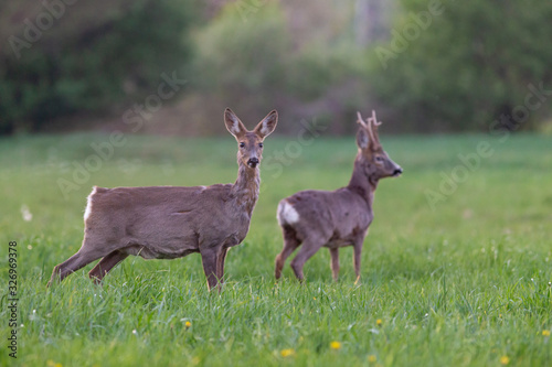 Male and female European roe deer in the meadow. The European roe deer  Capreolus capreolus   also known as the western roe deer  chevreuil  or simply roe deer or roe  is a species of deer. 