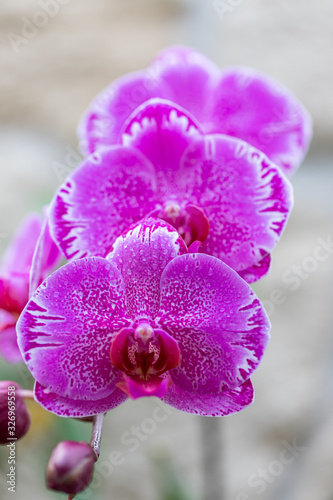 Orchid  phalaenopsis  in bloom