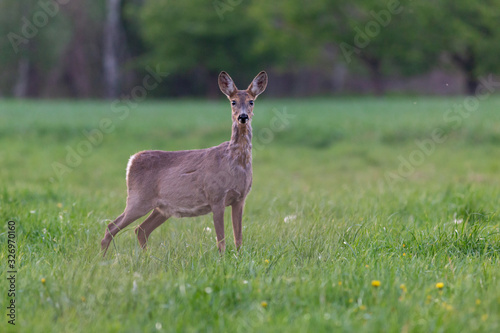 The European roe deer (Capreolus capreolus), also known as the western roe deer, chevreuil, is a species of deer. Female European roe deer at the time of moulting amidst a clearing.