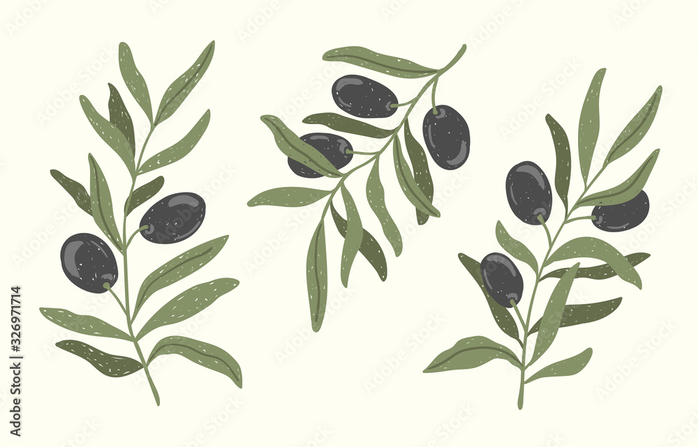 Fototapeta Olive branches vector illustartion set isoleted on a light background. Hand drawn botanical and food color sketch.
