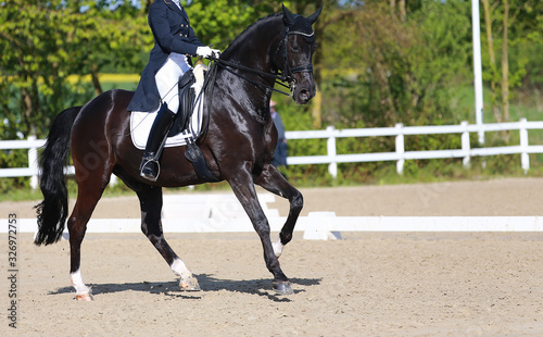 Black dressage horse with rider in a gallopade at the highest punk. The horse gallops in a very good assembly..