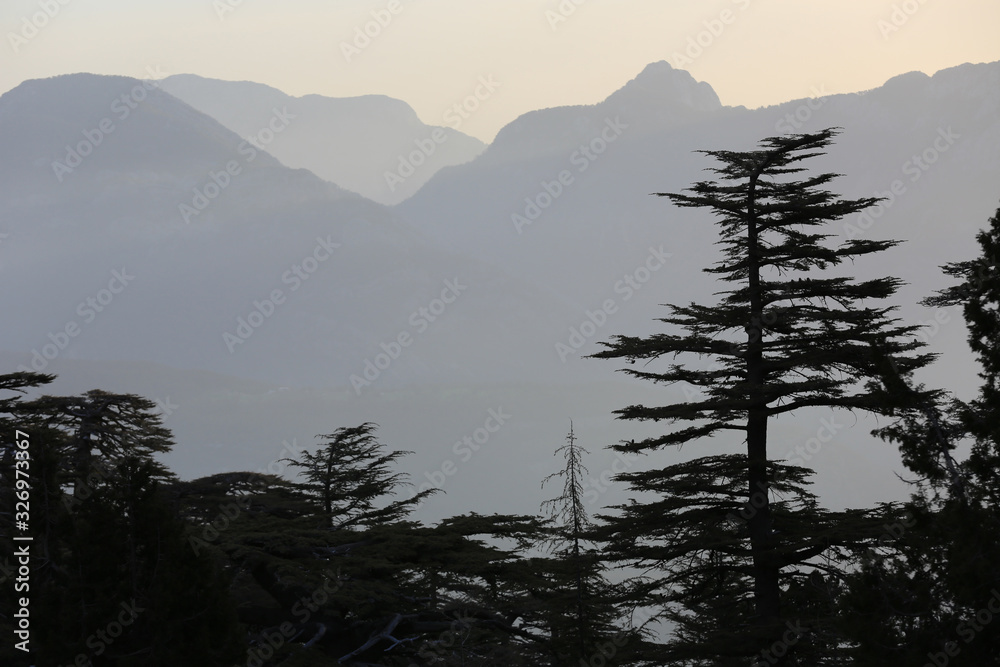 cedar trees in mountains