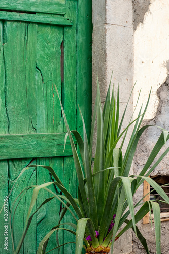 Green door in traditional house and yukka plant in Arona Tenerife Spain photo